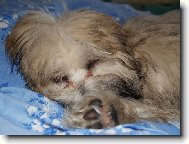 Lhasa Apso