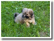 Lhasa Apso