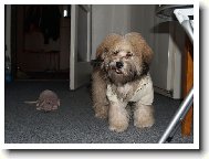 Lhasa Apso