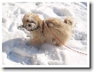 Lhasa Apso