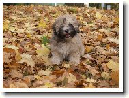 Lhasa Apso