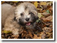 Lhasa Apso
