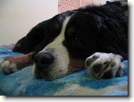 Berner Sennenhund