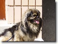 Pekingese, Pekinese, Peking Palasthound