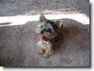 Jorkšírský terier, Yorkshire Terrier,
