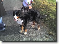 Berner Sennenhund