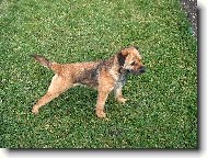 Border Terrier