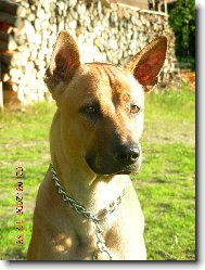 Thailand-Ridgeback