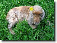 English Cocker Spaniel