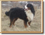 Berner Sennenhund