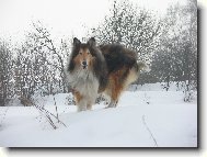 Collie Rough