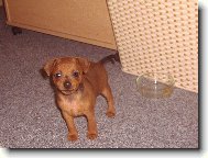 Zwergpinscher