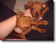 Zwergpinscher