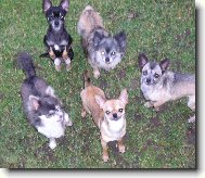 Chihuahua