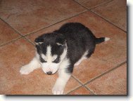 Siberian Husky