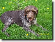 Czech Pointer, Bohemian wire-haired Pointing griffon