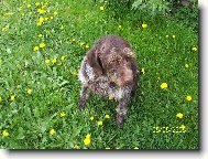 Czech Pointer, Bohemian wire-haired Pointing griffon