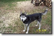 Siberian Husky