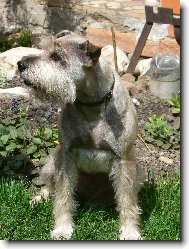 Zwergschnauzer, Miniature Schnauzer