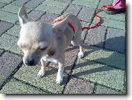 Chihuahua