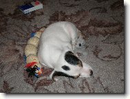 Parson Russel Terrier