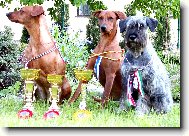 German Pinscher