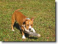 American Staffordshire Terrier Blue Lacy