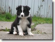 Border Collie