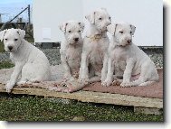 Dogo Argentino