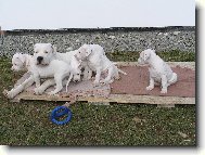 Dogo Argentino