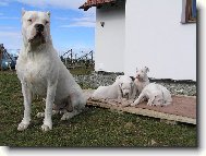 Dogo Argentino