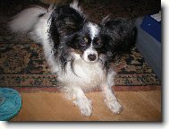 Papillon