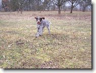 Czech Pointer, Bohemian wire-haired Pointing griffon