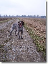 Czech Pointer, Bohemian wire-haired Pointing griffon