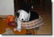 Old english sheepdog \(bobtail\) \(Dog standard\)