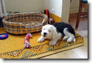 Old english sheepdog \(bobtail\) \(Dog standard\)