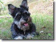 Zwergschnauzer, Miniature Schnauzer