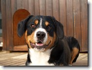 Entlebucher Sennenhund