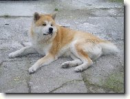 Akita-inu