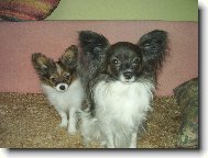 Papillon