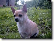 Chihuahua