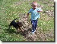 Welsh Terrier