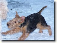 Welsh terrier \(Dog standard\)