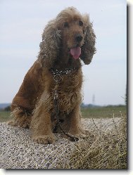 English Cocker Spaniel