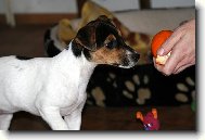 Jack Russell Terrier