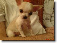 Chihuahua