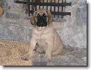 English Mastiff