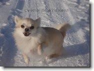 Chihuahua