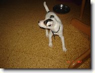 Parson Russel Terrier