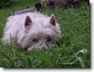 West highland white terrier \\\\\(Dog standard\\\\\)